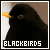 Blackbirds