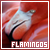 Flamingos