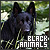 Black Animals