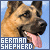 German Shepherds